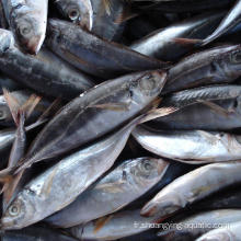 Seinage léger gelé rond Scad Trachurus Horse MacKerel